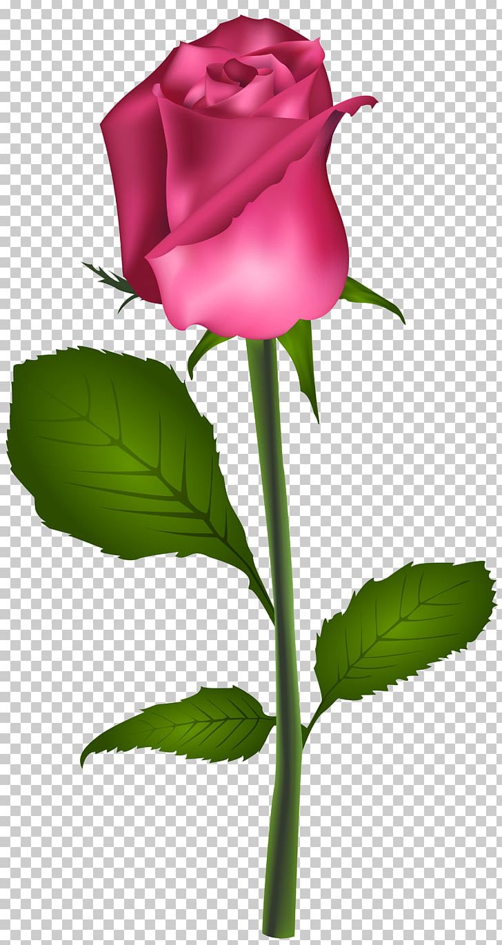 Rose Red Flower PNG, Clipart, Bud, Clipart, Computer Wallpaper, Desktop Wallpaper, Floral Design Free PNG Download