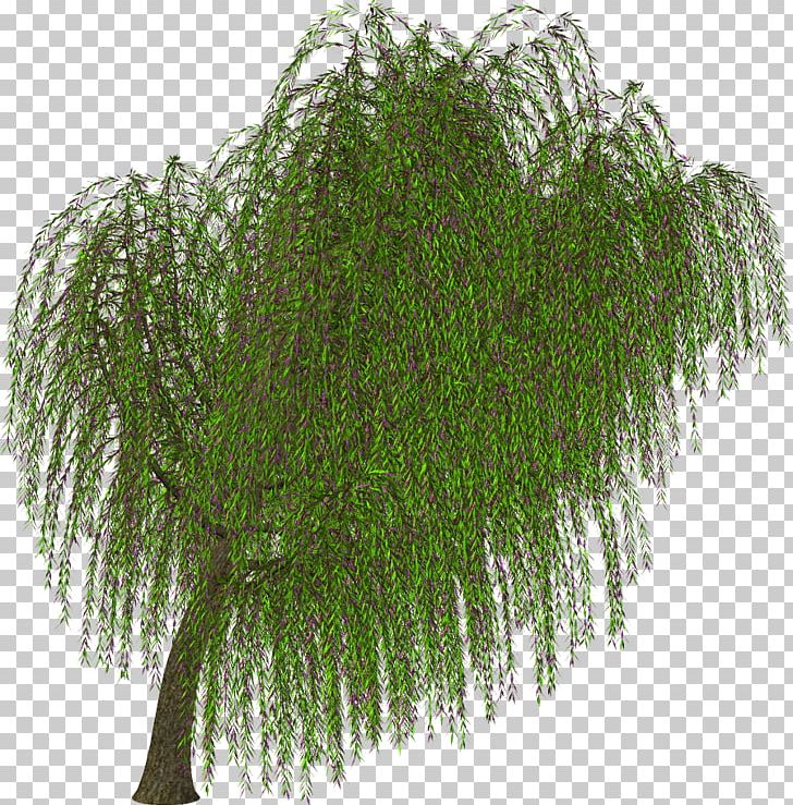 Tree Shrub Branch PNG, Clipart, Branch, Email, Evergreen, Fern, Ferns And Horsetails Free PNG Download