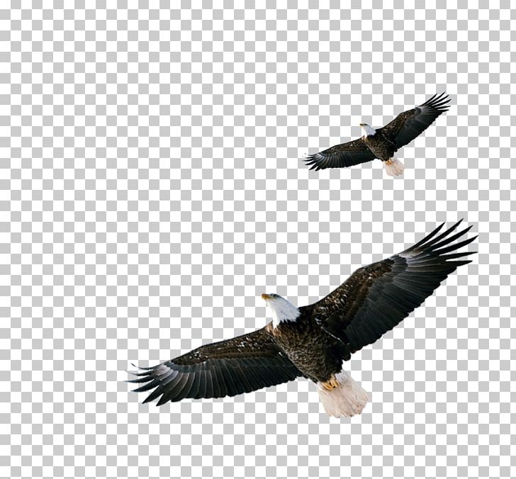 Bald Eagle Hawk PNG, Clipart, Accipitriformes, Animals, Bald Eagle, Beak, Bird Free PNG Download