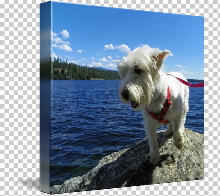 West Highland White Terrier Dog Breed Companion Dog Snout PNG, Clipart, Breed, Companion Dog, Dog, Dog Breed, Dog Fun Free PNG Download