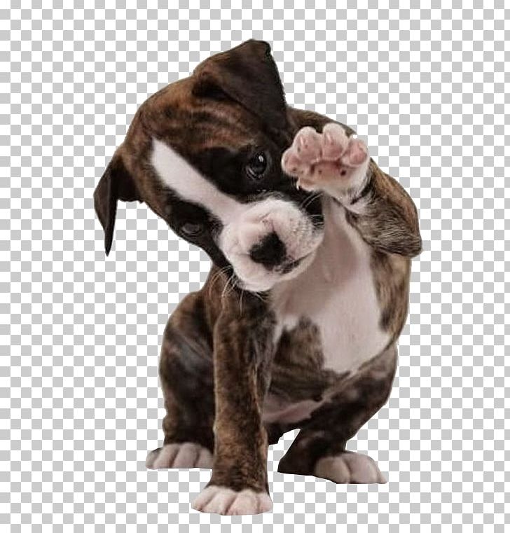 American Bulldog Boxer American Bully American Pit Bull Terrier PNG, Clipart, Animal, Bulldog, Carnivoran, Cuteness, Dog Free PNG Download