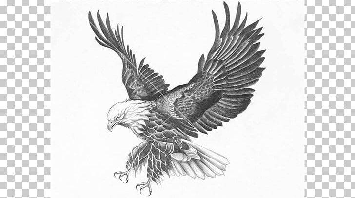 Bald Eagle Bird Drawing Fine Art PNG, Clipart, Accipitriformes, Animals, Art, Artwork, Bald Eagle Free PNG Download