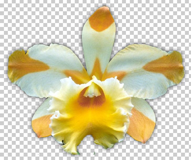 Dancing-lady Orchid Yellow Moth Orchids Flower Boat Orchid PNG, Clipart, American Orchid Society, Boat Orchid, Brown, Cattleya, Cattleya Orchids Free PNG Download