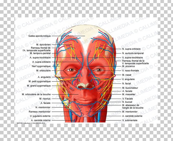 Head And Neck Anatomy Temporoparietalis Muscle Supratrochlear Artery PNG, Clipart, Anatomy, Anterior Triangle Of The Neck, Ear, Face, Head Free PNG Download
