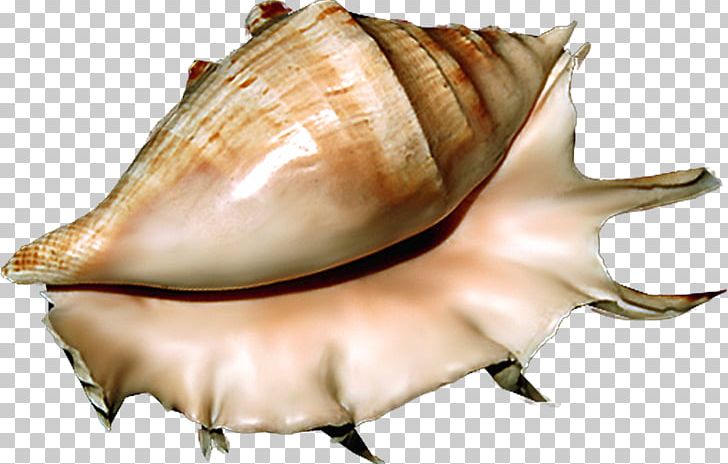 Seashell Sea Snail Conchology PNG, Clipart, Animals, Clams Oysters Mussels And Scallops, Conch, Conchology, Gastropods Free PNG Download