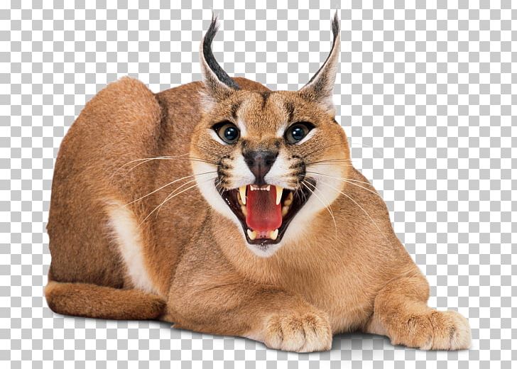 Wildcat Kitten Sphynx Cat Felidae Savannah Cat PNG, Clipart, Animals, Big Cat, Big Fish, Bobcat, Breed Free PNG Download