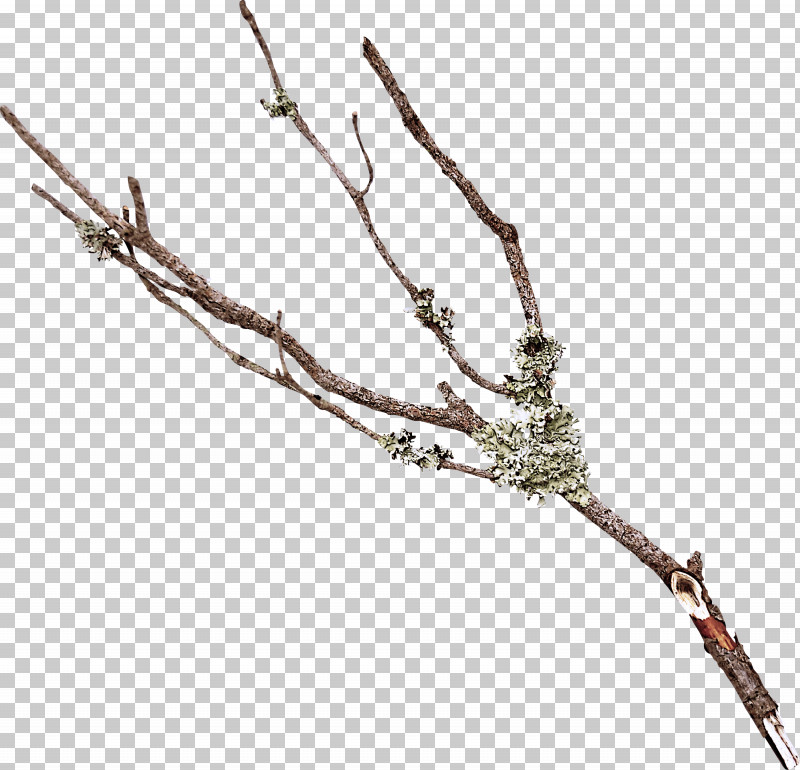 Branch Twig Plant Tree Plant Stem PNG, Clipart, Branch, Plant, Plant Stem, Tree, Twig Free PNG Download