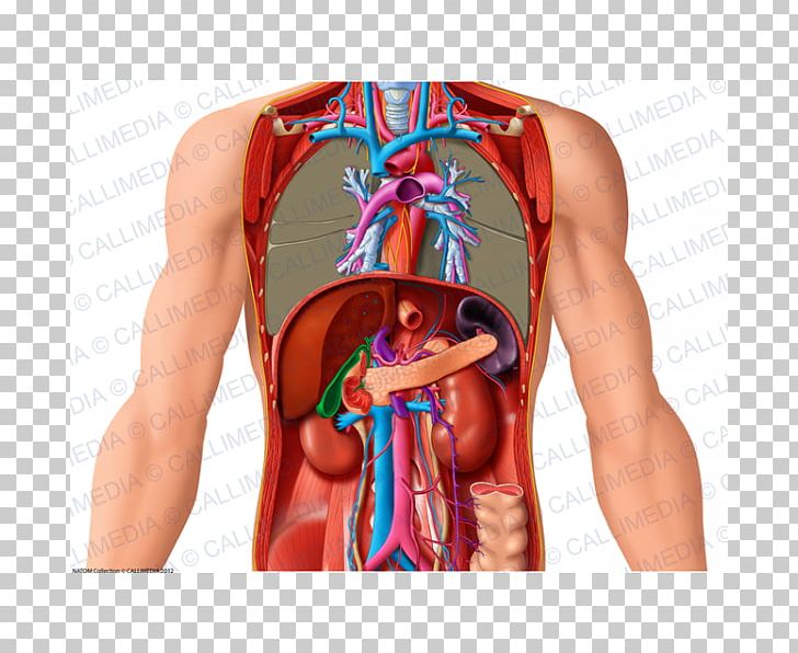 Anatomia Y Fisiologia Carnet D'anatomie: Thorax PNG, Clipart,  Free PNG Download