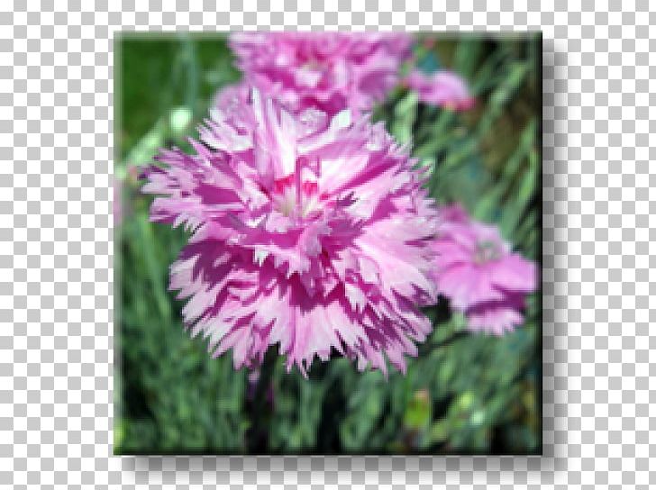 Carnation Herbaceous Plant Bugleherb Perennial Plant Garden Pink PNG, Clipart, Annual Plant, Aster, Bugleweed, Carnation, Dianthus Free PNG Download
