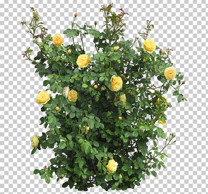 Garden Roses Flower Shrub Tree PNG, Clipart, Annual Plant, Chrysanths, Flower, Flower Garden, Flowering Plant Free PNG Download