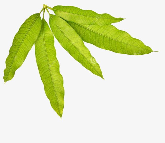 Mango Leaves PNG, Clipart, Five, Five Pieces, Leaves, Leaves Clipart, Mango Free PNG Download