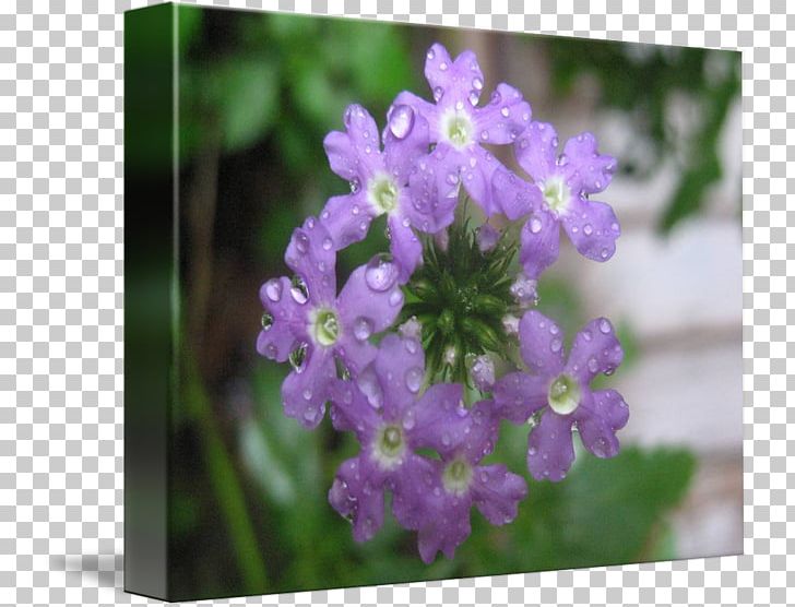Vervain English Lavender Violet Subshrub PNG, Clipart, English Lavender, Flower, Flowering Plant, Herb, Herbaceous Plant Free PNG Download