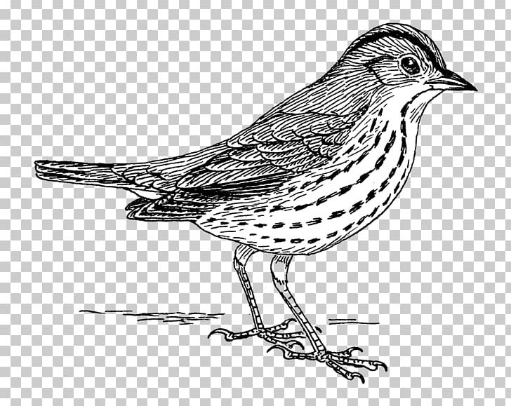 Finches Drawing Line Art American Sparrows PNG, Clipart, American Sparrows, Art, Artwork, Beak, Bird Free PNG Download