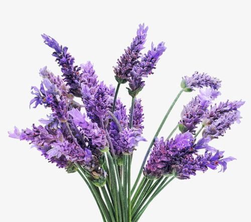 Lavender Dream PNG, Clipart, Dream Clipart, Fantasy, Garden, Hand Painted, Hand Painted Lavender Free PNG Download