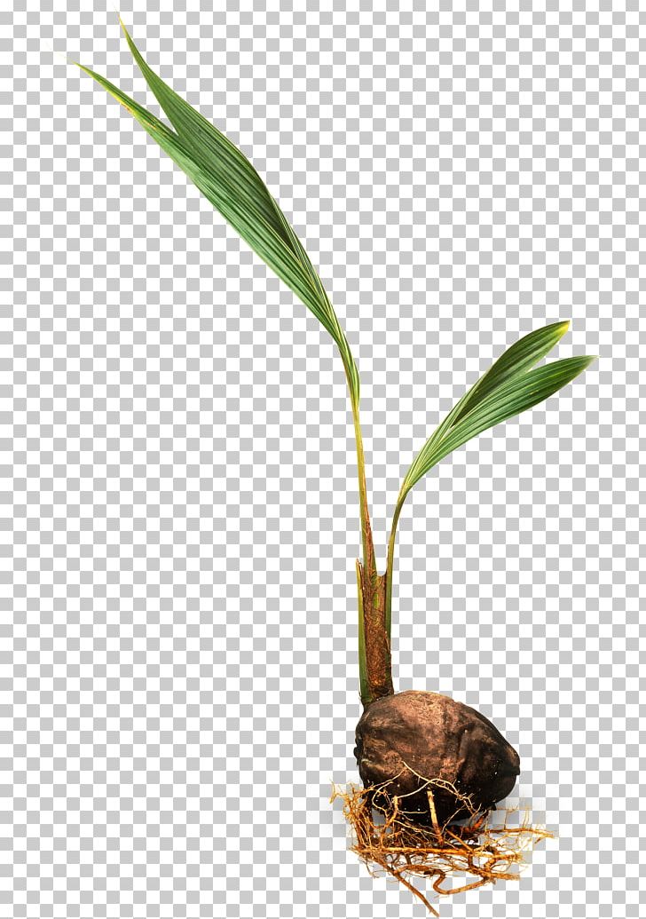 Trees For Kids Arecaceae Coconut Plant PNG, Clipart, Animals, Arecaceae, Asian Palmyra Palm, Coconut, Earth Free PNG Download