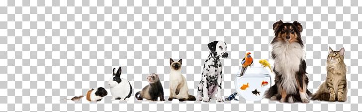 Wimbledon Pet Nannies Dog Veterinarian Animal Cat PNG, Clipart, Animal, Animal Drug, Animal Figure, Animal Rights, Animal Welfare Free PNG Download