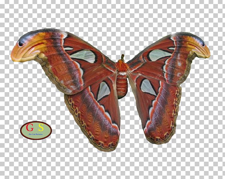 Silkworm Butterflies And Moths PNG, Clipart, Arthropod, Bombycidae, Butterflies And Moths, Butterfly, Insect Free PNG Download