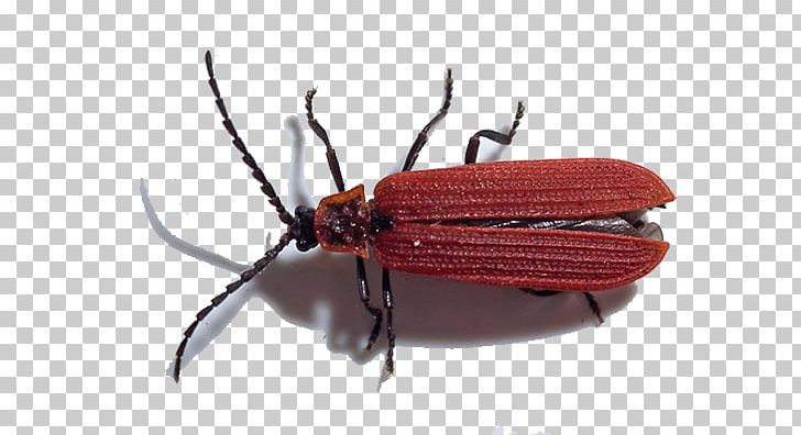 Weevil Net-winged Beetles Dictyoptera Aurora Mantis PNG, Clipart, Animals, Arthropod, Beetle, Dictyoptera, File Free PNG Download
