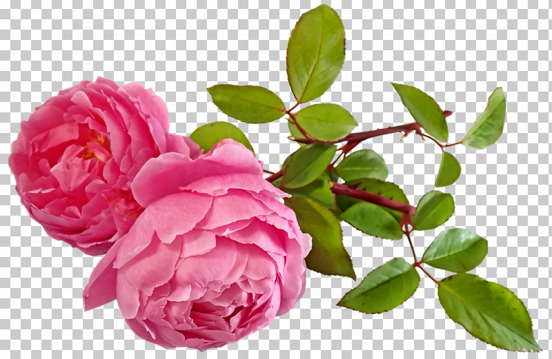 Garden Roses PNG, Clipart, Cabbage Rose, Cut Flowers, Floribunda, Flower, Garden Free PNG Download