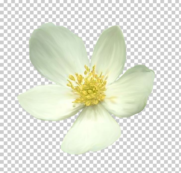 Flower Truevision TGA PNG, Clipart, Anemone, Blume, Computer Software, Data, Download Free PNG Download