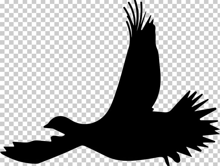 Bird Ruffed Grouse Flight Silhouette PNG, Clipart, Animal, Animals, Bird, Bird Flight, Black  Free PNG Download