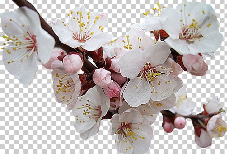 Flower PNG, Clipart, Blossom, Branch, Cherry Blossom, Floral Design, Flower Free PNG Download