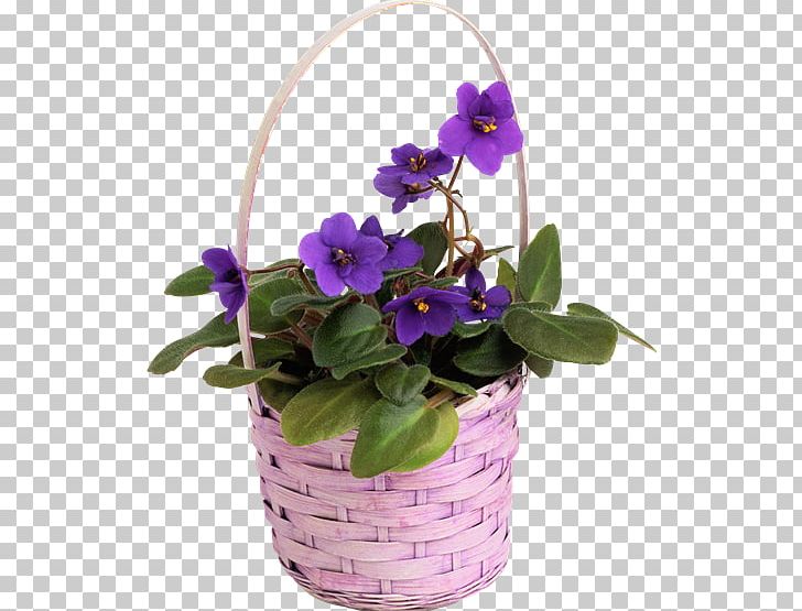 Pansy Seed Flower Perennial Plant PNG, Clipart, Color, Dicentra, Flower, Flowering Plant, Flowerpot Free PNG Download