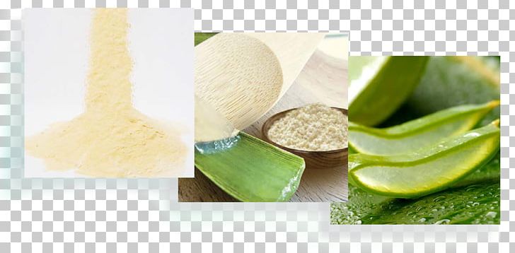 Aloe Vera Mucilage Sunburn Bee Superfood PNG, Clipart, Aloe, Aloe Vera, Bee, Drink, Flavor Free PNG Download