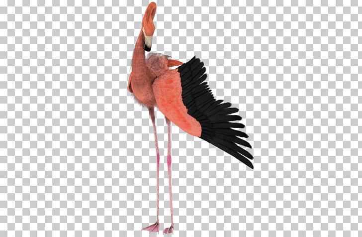 Bird Flamingo Drawing Flight PNG, Clipart, Animals, Beak, Bird, Cartoon, Ciconiiformes Free PNG Download