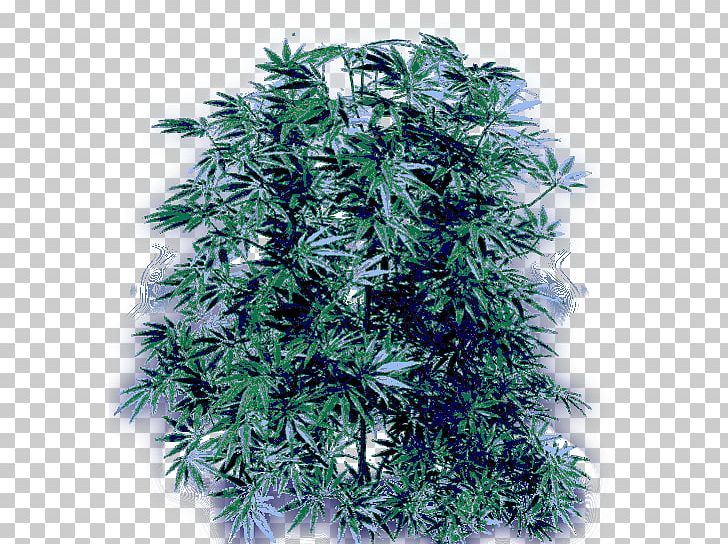 Cannabis Smoking Hemp Cannabidiol PNG, Clipart, Bluegrass, Branch, Cannabidiol, Cannabis, Cannabis Culture Free PNG Download