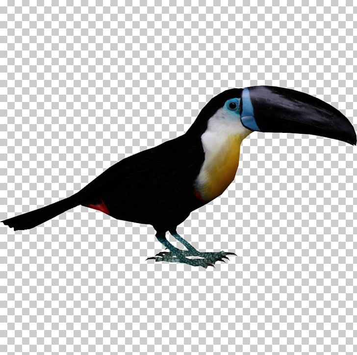 Channel-billed Toucan Bird Piciformes Woodpecker PNG, Clipart, Animal, Animals, Beak, Bird, Channelbilled Toucan Free PNG Download