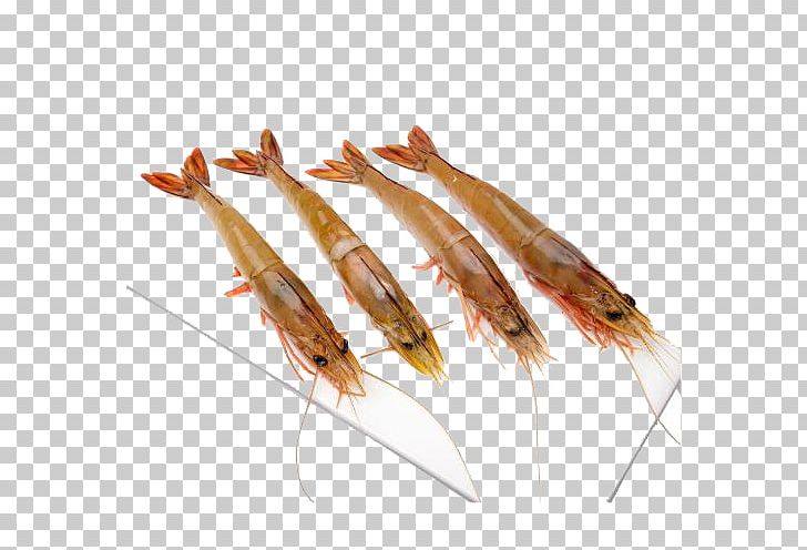 Chinese White Shrimp Caridea Sea PNG, Clipart, Animals, Animal Source Foods, Aquaculture, Caridea, Catch Free PNG Download