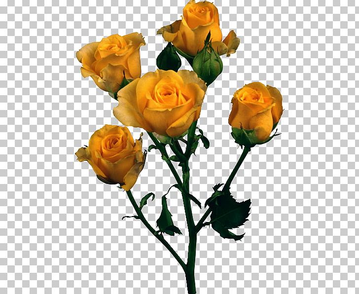 Garden Roses Flower Garden PNG, Clipart, Bud, Cut Flowers, Floral Design, Floribunda, Floristry Free PNG Download