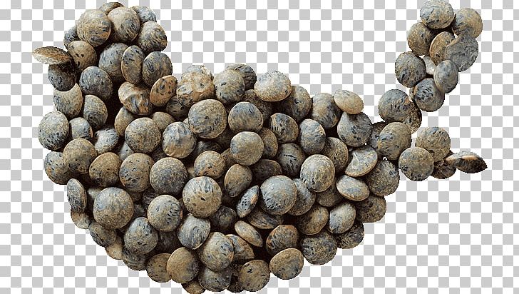 Lentil Seed Sprouting Chickpea Word Stem PNG, Clipart, Allspice, Beluga, Chickpea, Cultivar, Dish Free PNG Download