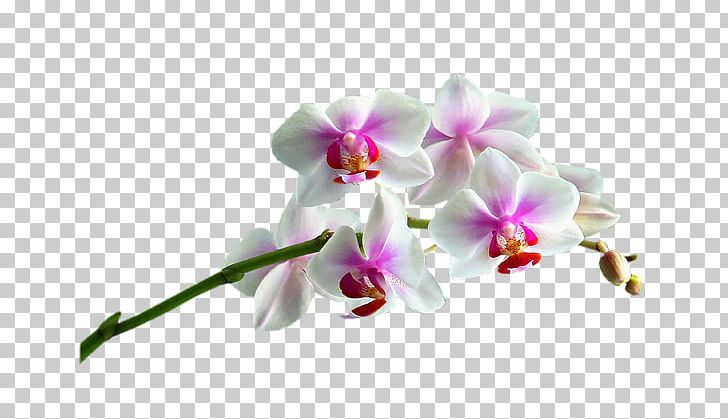 Moth Orchids Cut Flowers Plant PNG, Clipart, Apartment, Cut Flowers, Dendrobium, Flora, Floraison Free PNG Download
