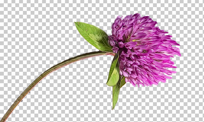 Cut Flowers Purple Chives Milk Thistle Flower PNG, Clipart, Chives, Cut Flowers, Flower, Milk Thistle, Paint Free PNG Download