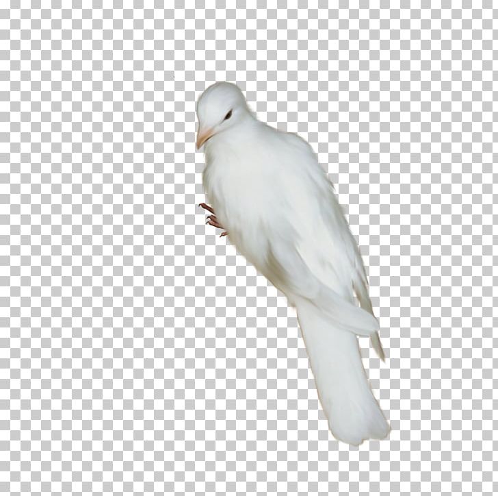 Homing Pigeon Bird Oriental Roller Release Dove Beak PNG, Clipart, Animals, Beak, Bird, Bird Of Prey, Domestic Pigeon Free PNG Download