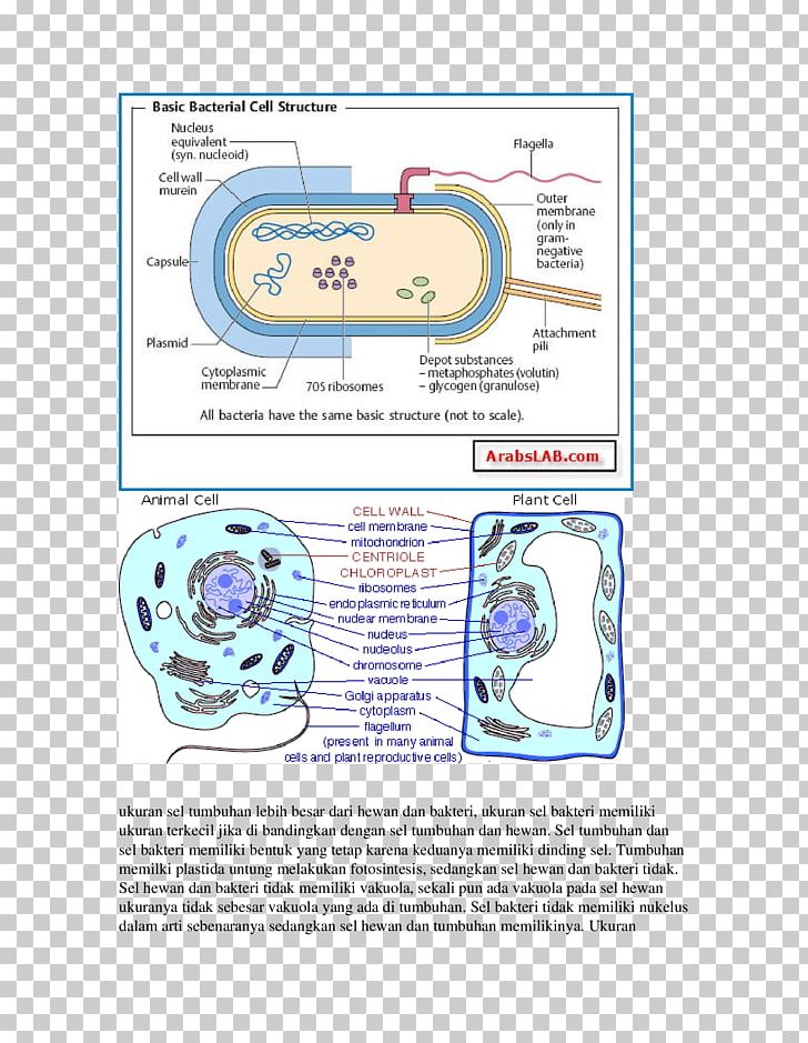 Bacterial Capsule Microbiology Cell Glycocalyx PNG, Clipart, Area, Bacteria, Bacterial Capsule, Bacterial Cell Structure, Bacterial Cellular Morphologies Free PNG Download