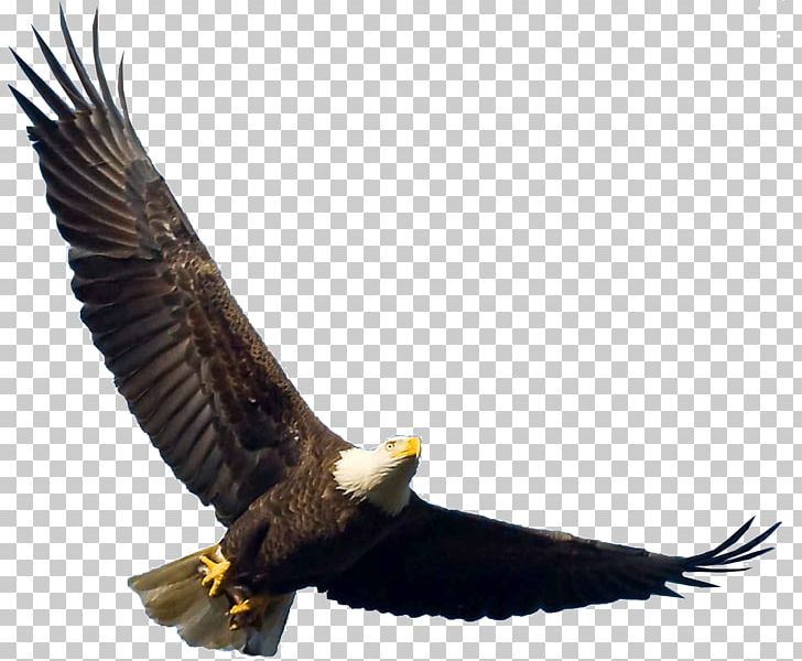 Bird Bald Eagle Flight PNG, Clipart, Accipitriformes, Animals, Bald Eagle, Beak, Bird Free PNG Download