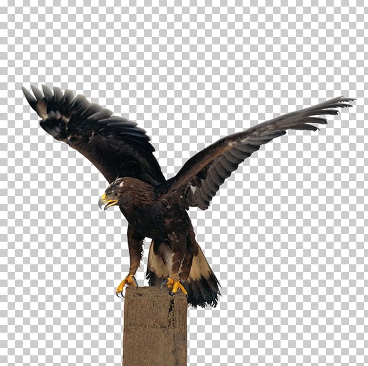 Falconiformes Bald Eagle Hawk Owl PNG, Clipart, Accipitriformes, Animals, Bald Eagle, Beak, Bird Free PNG Download