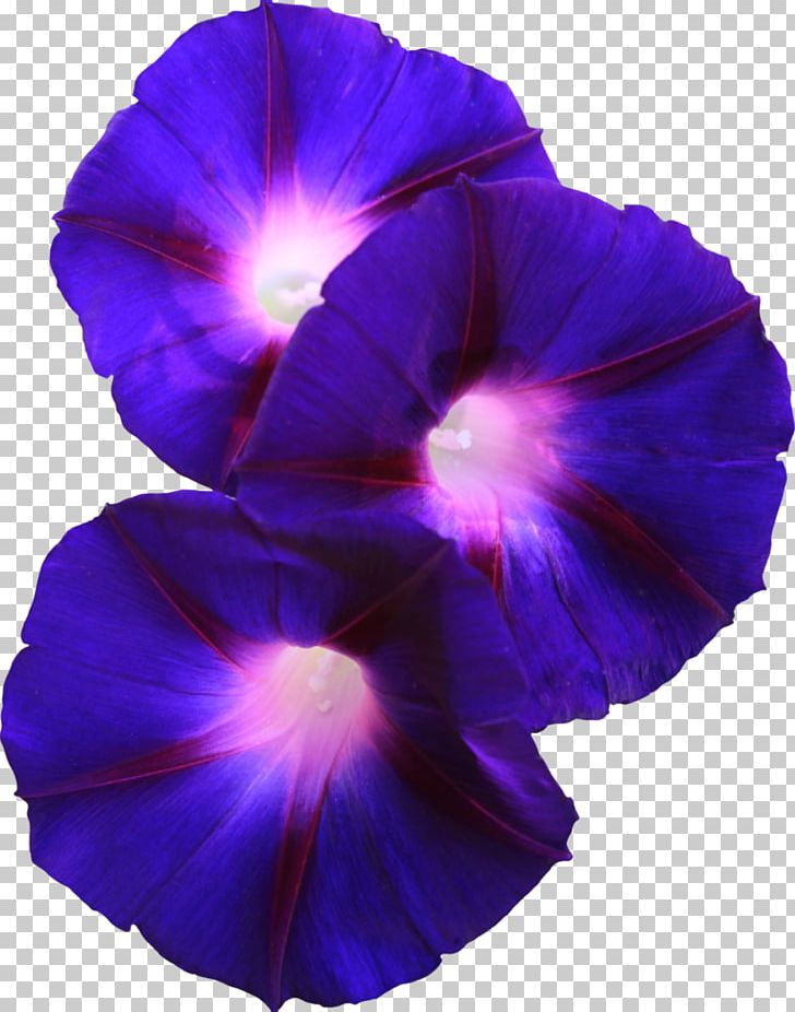 Flower Morning Glory Violet Pansy PNG, Clipart, African Violets, Beach Moonflower, Blue, Cobalt Blue, Electric Blue Free PNG Download