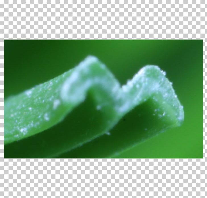 Green Water Close-up PNG, Clipart, Closeup, Green, Macro Photography, Nature, Water Free PNG Download