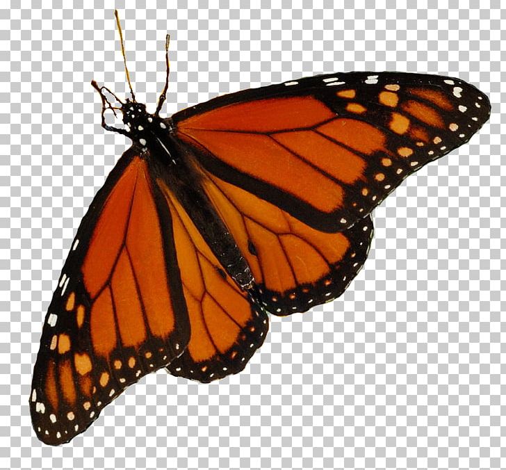 Monarch Butterfly Pieridae Oriental Shorthair Siamese Cat PNG, Clipart, Animal, Arthropod, Brush Footed Butterfly, Butterfly, Cat Free PNG Download