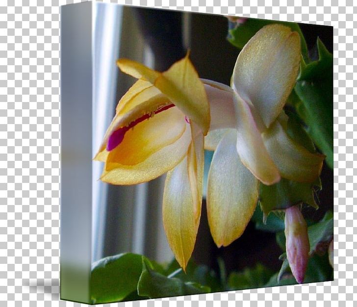 Moth Orchids Cattleya Orchids Wildflower Plant Stem PNG, Clipart, Cactus, Cattleya, Cattleya Orchids, Flora, Flower Free PNG Download