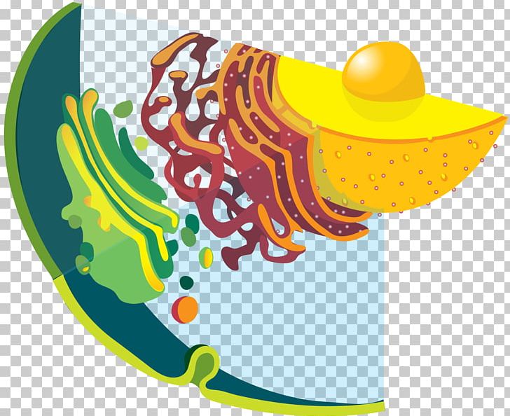 Plant Cell Vesicle Cell Membrane Endomembrane System PNG, Clipart, Biological Membrane, Biology, Cell, Cell Membrane, Cell Wall Free PNG Download
