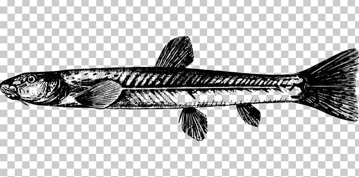 Triplophysa Dalaica Sardine Fish Products PNG, Clipart, Animal, Animal Source Foods, Black And White, Catfish, Cod Free PNG Download