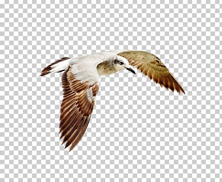 Bird Hawk Common Gull Wader PNG, Clipart, Accipitriformes, Animals, Beak, Bird, Bird Of Prey Free PNG Download
