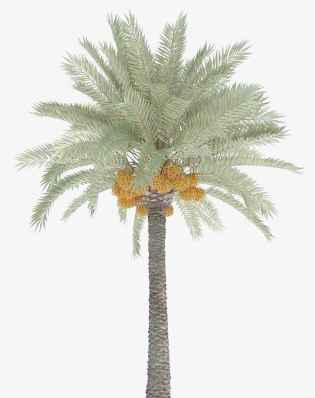 Date Palm Trees PNG, Clipart, Backgrounds, Botany, Branch, Date Clipart, Download Free PNG Download