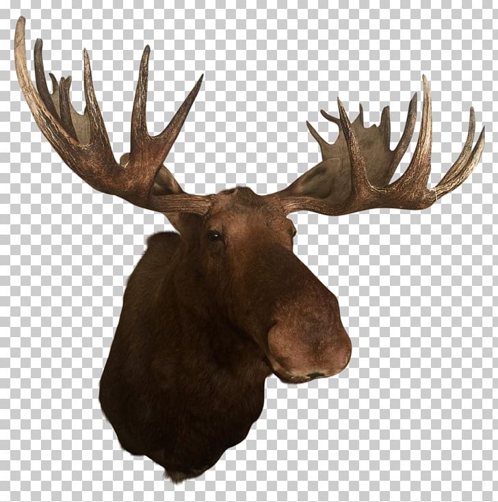 Deer Elk Alaska Moose Antler Trophy Hunting PNG, Clipart, Alaska Moose, Animal, Animals, Antler, Chairish Free PNG Download