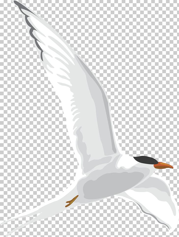 European Herring Gull Gulls Cartoon Drawing PNG, Clipart, Animal, Art, Beak, Bird, Cartoon Free PNG Download